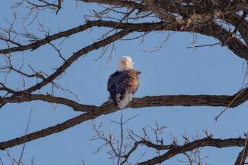 Bald Eagle Perched On A Bare Tree Branch In February