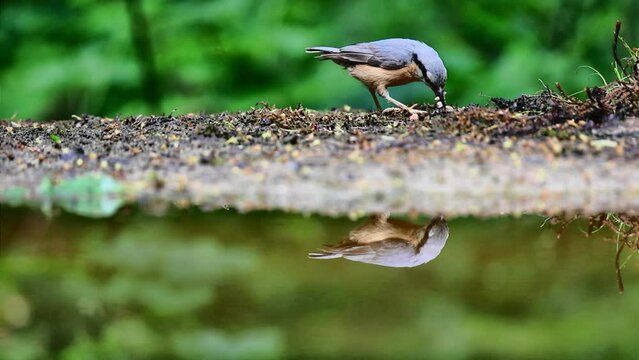Reflection of eurasian nuthatch foraging at the water side of forest pool