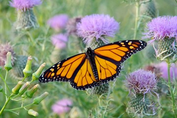 Monarch Butterfly on a Vibrant Flower