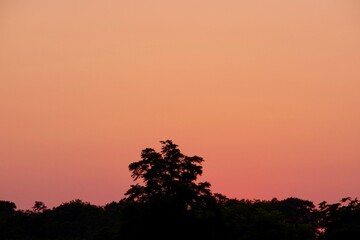 Sunset over a Field with Silhouette of Trees 