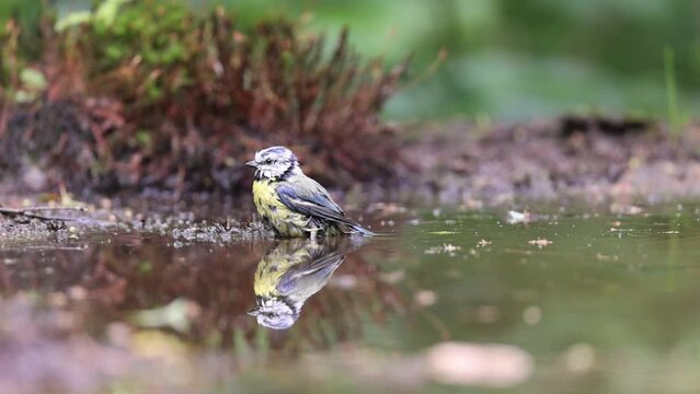 Slow motion reflection in forest pool of blue tit taking a bath and flying away