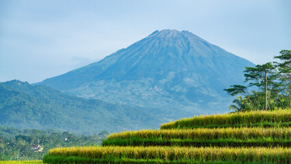 Naklejka premium Beautiful terraced rice field with mountain on the background. Rural landscape of Kajoran rice field with view of Sumbing Mountain on the background