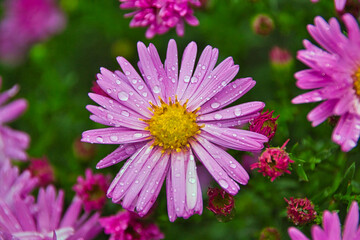 Obraz premium Kissenaster