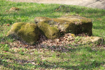 苔生した岩がある風景