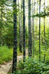 Obraz premium path in the forest