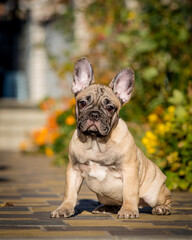 A beautiful dog with a white spot sits on a background of flowers