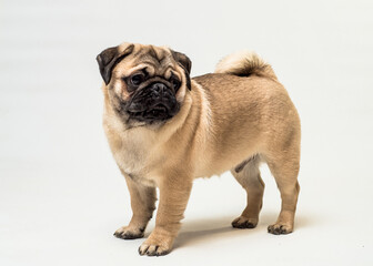 A dog with funny tail posing for a photo. The breed of the dog is the Pug
