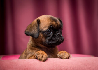 A small puppy with a cute muzzle lies on a soft pillow