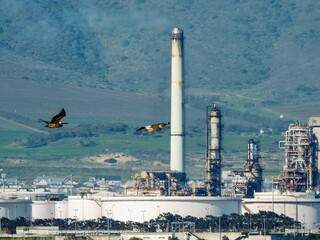 Oil refinery in the distance with bird flying in the foreground, Cape Town, South Africa