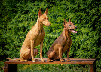 Two beautiful dogs are sitting on a bench against the backdrop of greenery