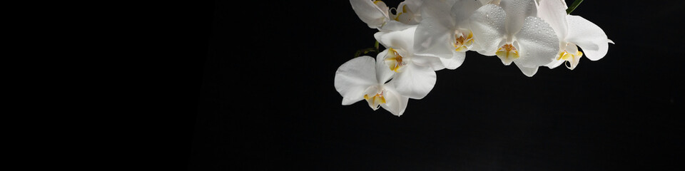 Naklejka na ściany i meble horizontal banner 4x1 with white orchid flowers with water droplets on a black background close-up