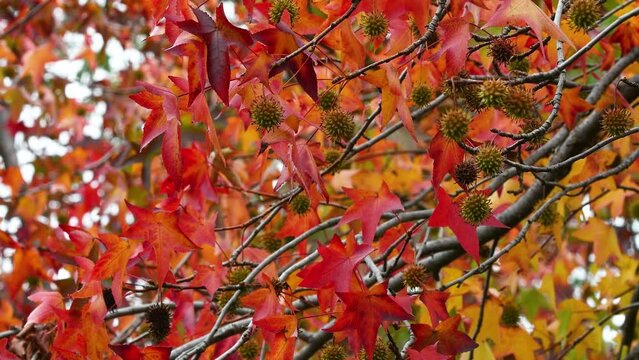 Red leaves on maple trees swaying in the wind in autumn season.