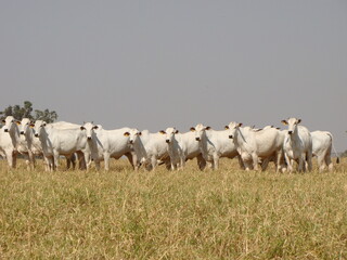 Vacas da raça nelore no pasto
vacas nelore padrão