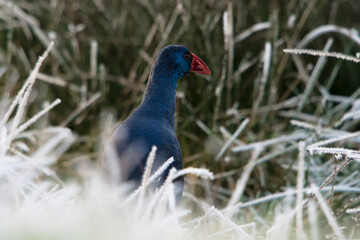 Western Swamphen (Porphyrio porphyrio) standing in grass with hoarfrost. This is an extremely rare species in The Netherlands, the second ever