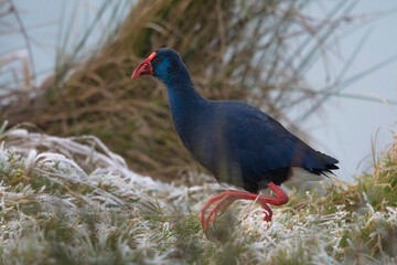 Western Swamphen (Porphyrio porphyrio) walking in grass with hoarfrost. This is an extremely rare species in The Netherlands, the second ever
