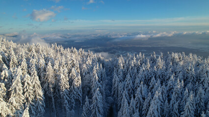 AERIAL: View over snow-covered spruce trees towards white valley after snowfall