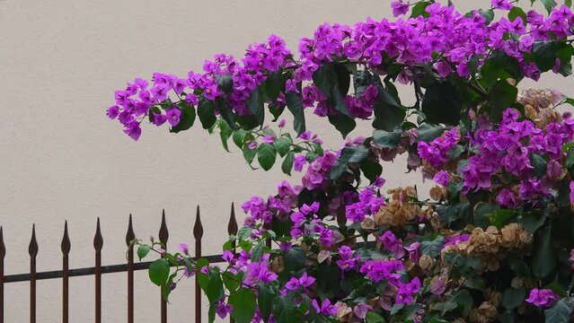 Beautiful purple bougainvillea plant