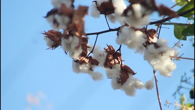 coton blowing in the wind,Videos For looping, Looping, Nature Footage, Footage in Nature, Plants, Horizontal Footage, Footage for youtube, beautiful nature footage, footage in nature, Nature