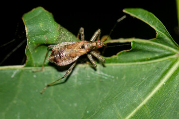 Ein Langhorn Buschräuber (Himacerus apterus) auf einem Blatt eines Laubbaumes.
