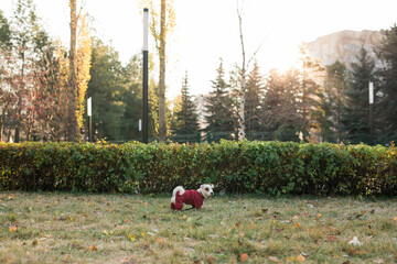 Portrait of cute Jack Russell dog in suit walking in autumn park copy space and empty place for text. Puppy pet is dressed in sweater walks