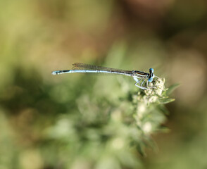 Nahaufnahme, Portrait einer Azurjungfer, einer kleinen Libelle.
