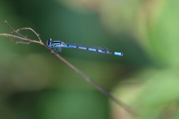 Nahaufnahme, Portrait einer Azurjungfer, einer kleinen Libelle.
