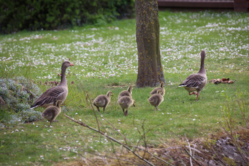 Das Familienleben einer Graugans Familie an einem Teich.
