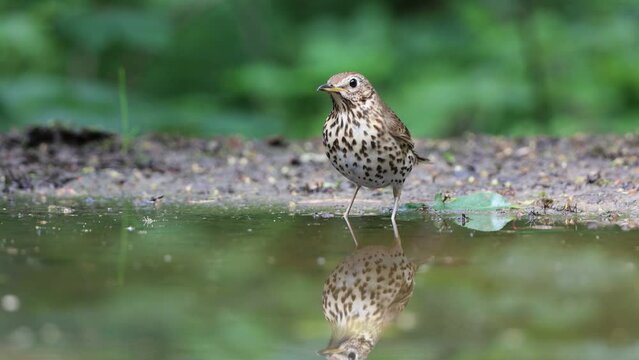 Perfect reflection of song thrush walking through the water and taking a carefull bath