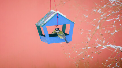 birds in the bird feeder on a cold winter day