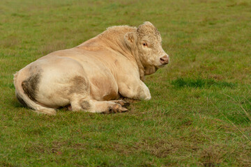 Close up of a large Charolais bull lying down in green pasutre and facing front with brass ring...
