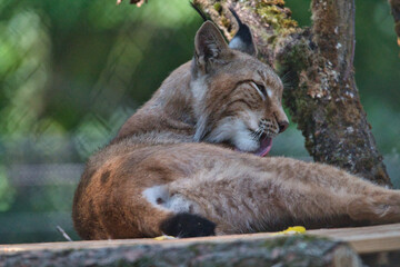 Luchs