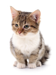 Kitten on white background.