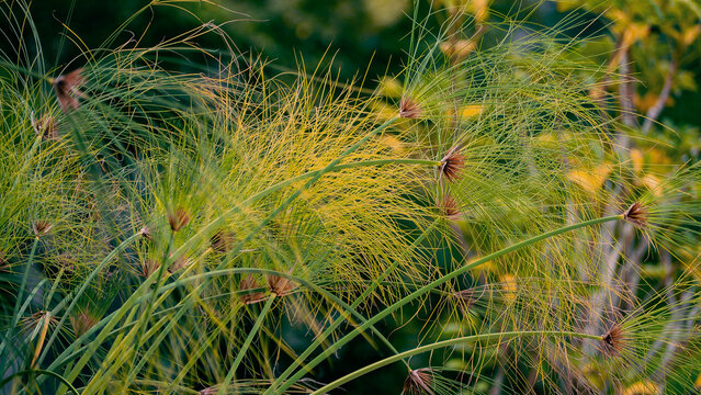 papyrus in the wind