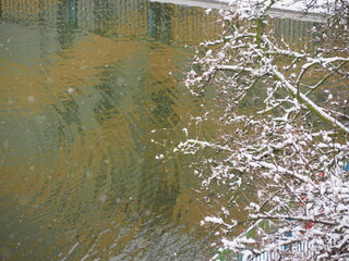 branches in the snow against the background of water in the lake.  winter day  .  frost on the street