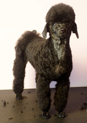 a black miniature poodle with trimmed ears stands on a black grooming table.  front view.  poodle grooming.  pet