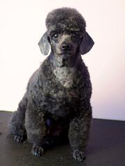 a black miniature poodle with clipped ears sits on a black grooming table.  front view.  poodle grooming.  pet