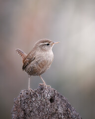 Wren sitting in the open and stretching its body