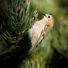 Goldcrest in a pine
