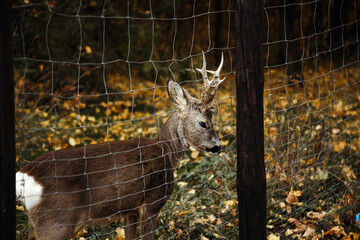 Beautiful deer in zoo. Wild mammal head   near metal park fence. European brown fur young deer .