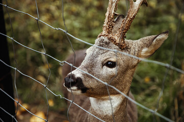 Beautiful deer in zoo. Wild mammal head   near metal park fence. European brown fur young deer .