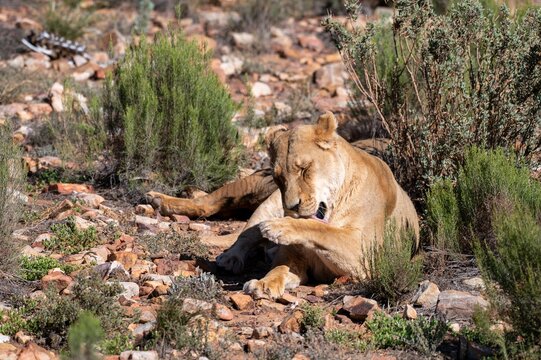 Lioness licking its paws at Western Cape savannah surrounded by plants