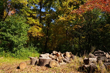 Fall Autumn-colored forest.