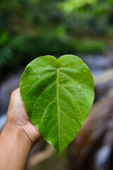 Hand holding a heart shaped leaf