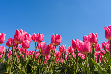 pink tulips against clear blue sky