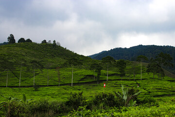 Beautiful Tea plantation landscape in the morning