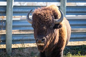 Meskwaki Bison Round-up