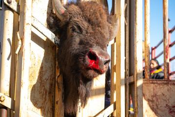 Meskwaki Bison Round-up © Wendy Witt