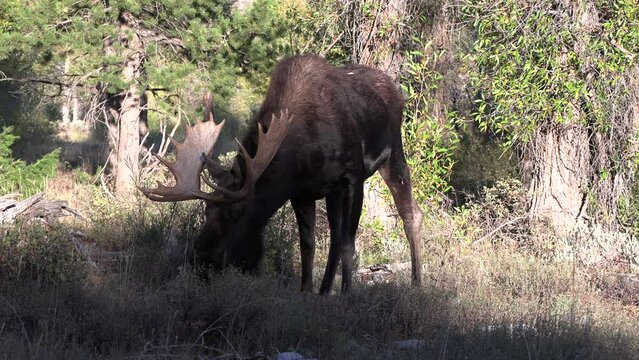 Bull Moose During th Rut in Autumn in Wyoming