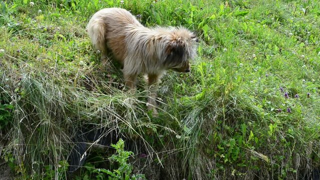 The dog rummages in a grass. Dog in search of holes