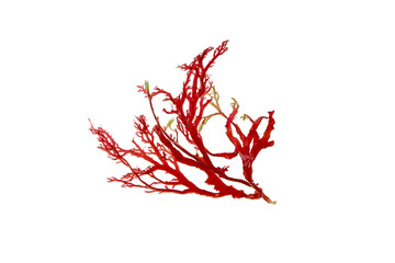 Red seaweed or algae branch isolated transparent png